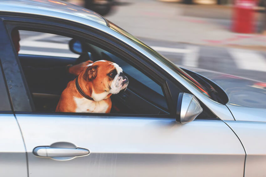 Conseils de sécurité pour le transport des animaux en voiture — Boutique  d'animaux Chico
