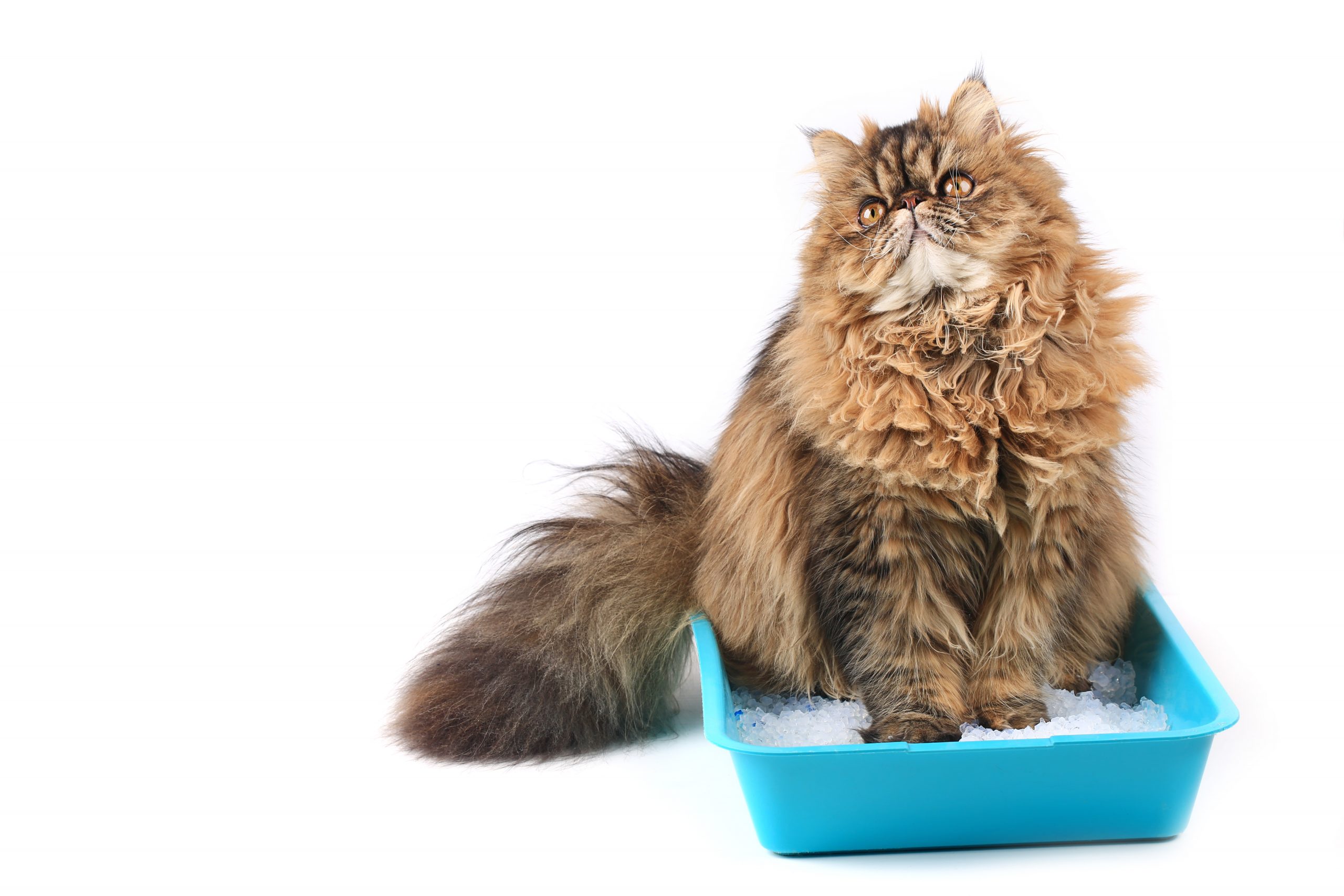 Comment choisir la meilleure litière pour chat ? - Tyrol