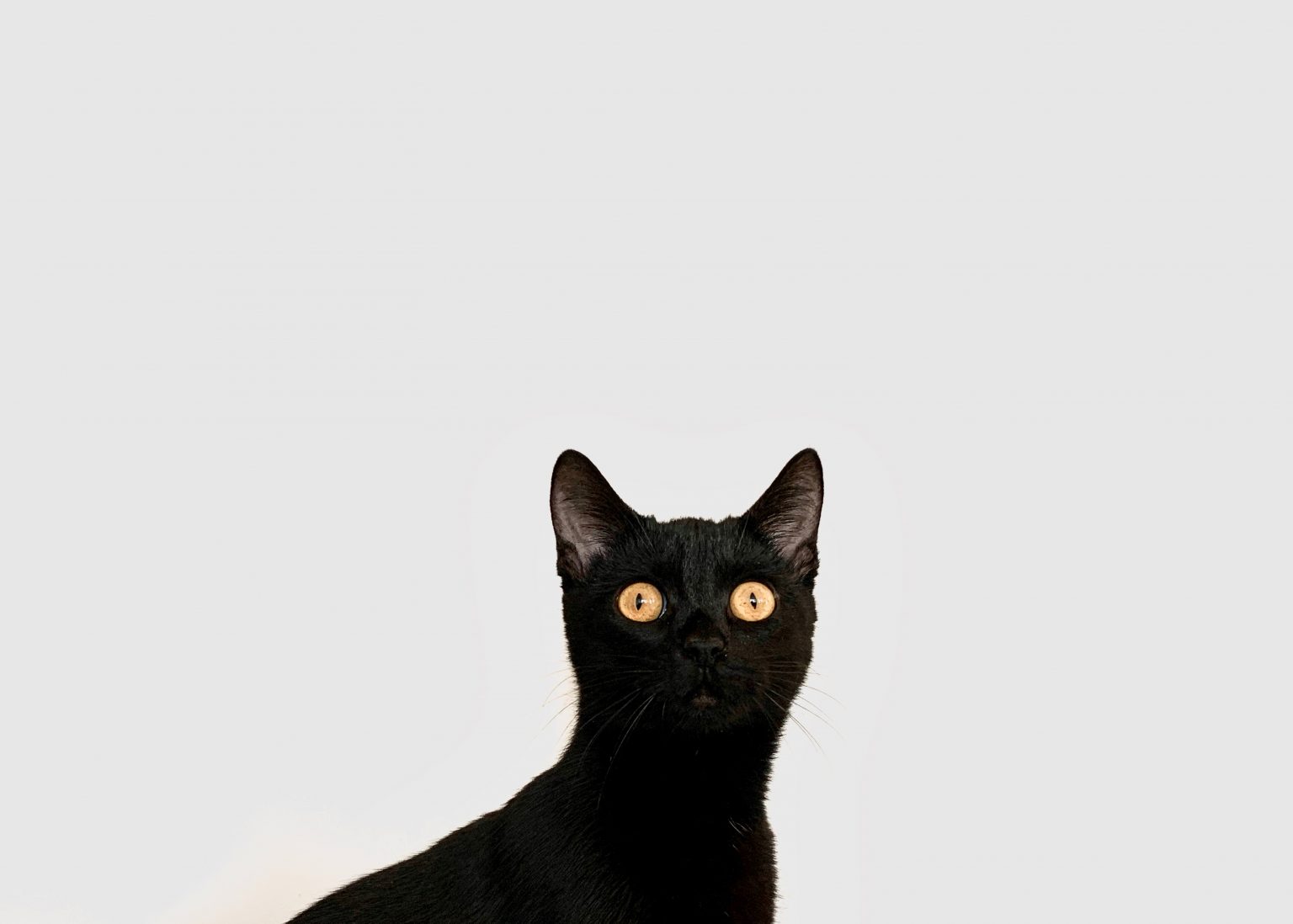 myths-and-superstitions-about-black-cats-boutiques-d-animaux-chico